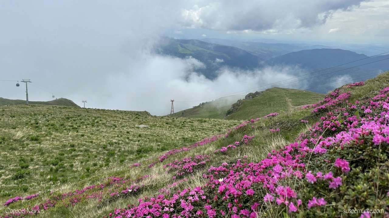 Munții din Sinaia vara, cu rododendroni în floare, aproape de Breaza